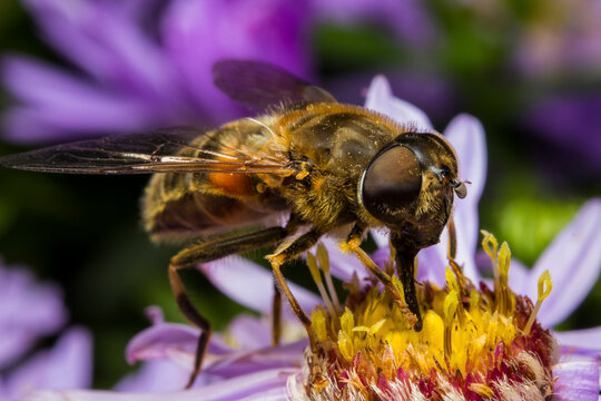Striped hoverfly Eristalis tenax on purple aster, bee-like drone fly macro detail