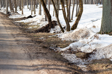 Snow melting along a dirt road bordered by trees, revealing patches of grass and soil in a forested area during early spring season © Yahor