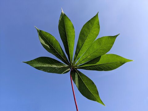 green leaves against blue sky. Selective focus of a green cassava leaf, captured from a low angle looking upwards against a clear blue sky, highlighting the vibrant green texture of the leaves