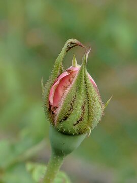 bud of a plant. A close up of a single pink rose flower bud starting to bloom in a garden with natural green bokeh background.