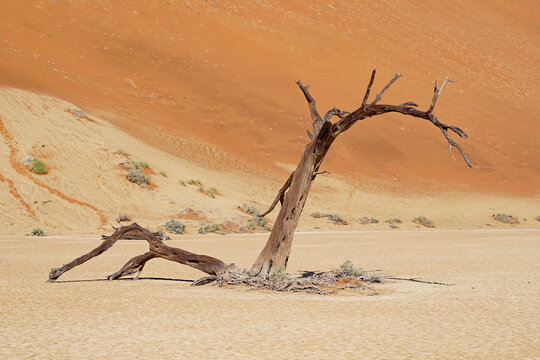 Dead trees in Hidden Vlei in the Namib desert