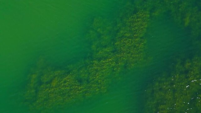 Aerial drone view of top-down abstract pattern of algae and light on a reservoir surface in the State of Mexico, central Mexico