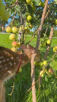 Cute baby spotted deer fawn standing under apple tree with ripe yellow green apples in orchard
