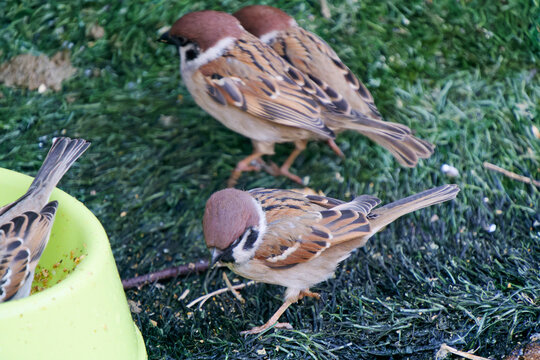 Close-up of Eurasian sparrows foraging on green artificial turf near a feeding bowl in Yufuin, Japan.