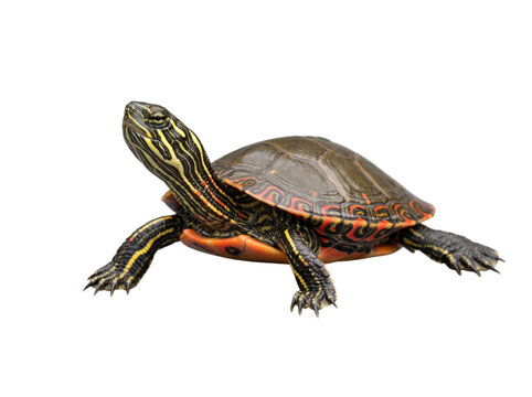 Juvenile eastern painted turtle with yellow stripes
