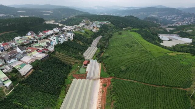 Aerial view of rural landscape with fields and houses surrounded by hills in daytime Cau Dat Tea Hill, Da Lat, Vietnam 