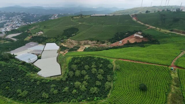 Aerial view of lush green Tea Hill fields and rural landscape with distant mountains in daylight Cau Dat, Da Lat, Vietnam 
