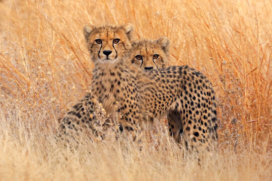 Two alert cheetahs (Acinonyx jubatus) in natural habitat, Kruger National Park, South Africa