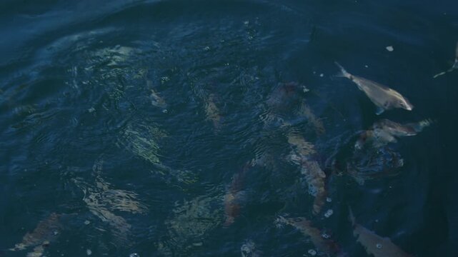 Underwater view of the fish feeding in the sea
