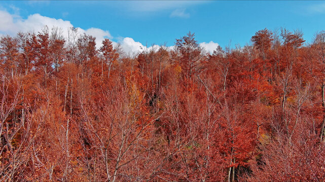 Landscape of autumn beech forest with red foliage and blue sky