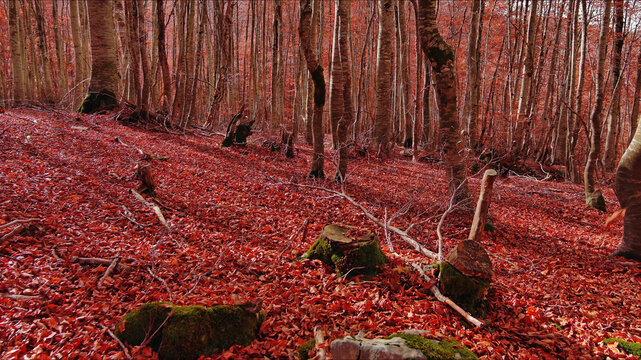 Landscape of autumn beech forest with red foliage