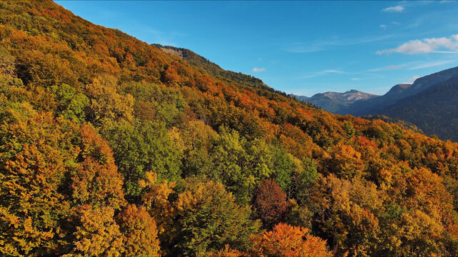 Autumn forest on sloping mountain. Fall foliage on hills with blue sky