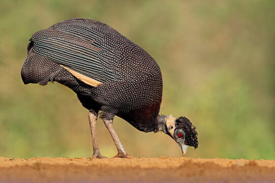 A southern crested guineafowl (Guttera edouardi) feeding in natural habitat, South Africa