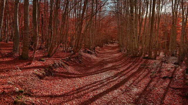Road through a autumn beech forest covered with red fallen leaves