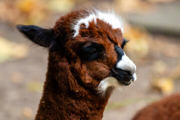 Fototapeta premium Close-Up Portrait of a Brown and White Alpaca