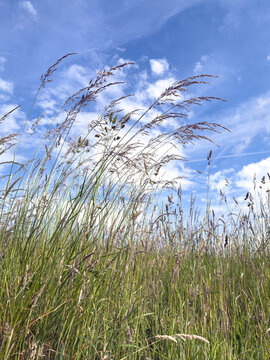 vertical shot multitude of different grass species with seed heads and hayfever causing pollen in a field with blue sky and white clouds