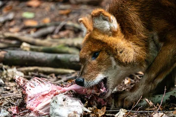Wild Canid Feeding on Raw Meat © Andreas