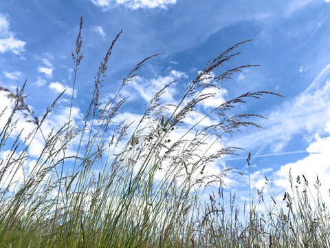 Long grass native species with seed heads and hayfever pollen with bright blue sky background