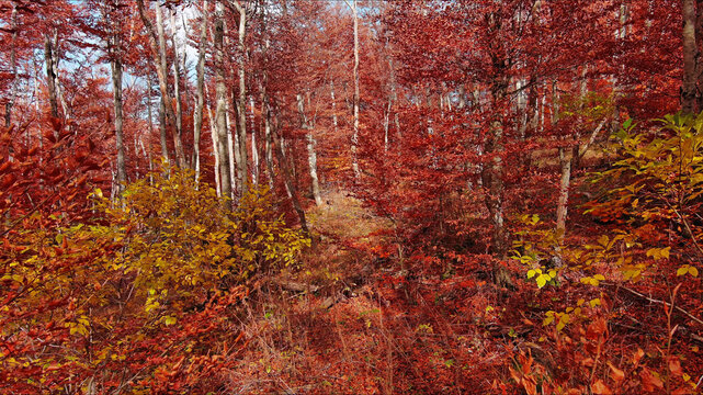 Landscape of autumn beech forest with red foliage