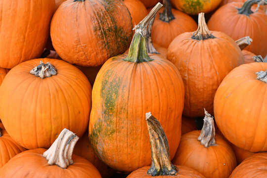 Close up of large orange carving pumpkins at farmers market in autumn harvest season