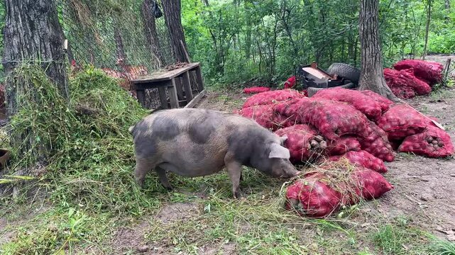 A pig eating potatoes from sacks piled in a heap. Footage of animal feeding behavior, showing the pig consuming vegetables from the accumulated bags.
