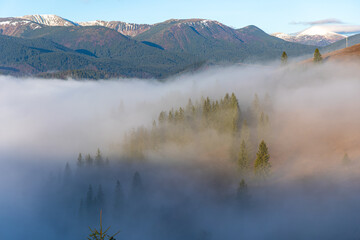 Fog Drifting Through Mountain Forest. Morning fog drifts through evergreen forest below snow-dusted mountain peaks under a clear blue sky. © Iryna