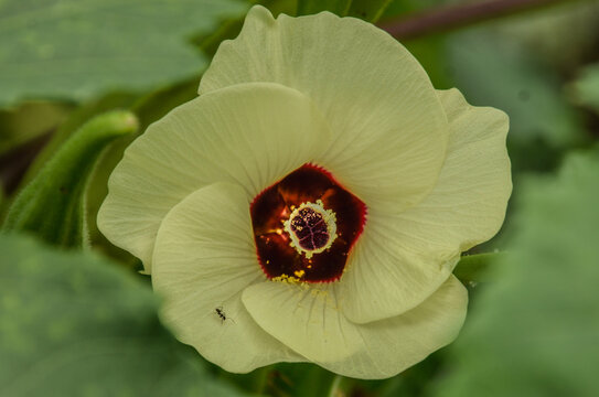 Flower of the Lady's Finger (Abelmoschus esculentus)