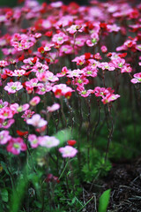 Fototapeta premium Spring bloom. The first flowers against the background of green spring.