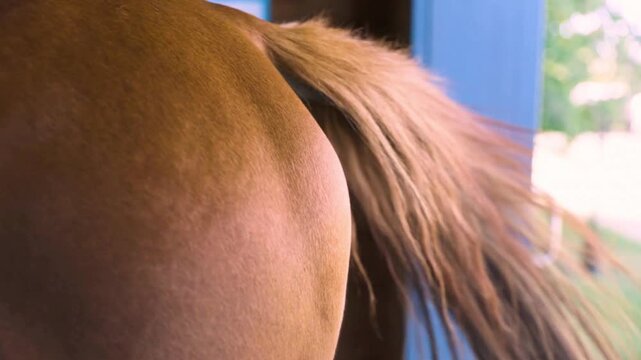 Brown horse tail swishing in slow motion, close up of chestnut horse hindquarters, equine hair texture and animal movement in a stable
