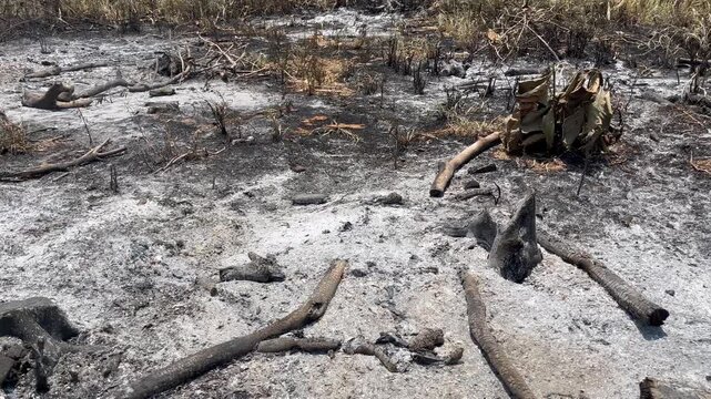 Barren Land and Charcoal Logs After Forest Fire