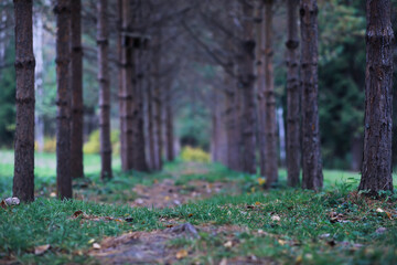 Plakat Beautiful autumn park. Russian North. Autumn trees and leaves. Autumn Landscape.Park in Autumn. Forest in Autumn.