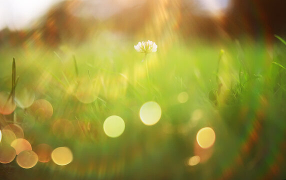  field in sunlight with flowers and plants summer