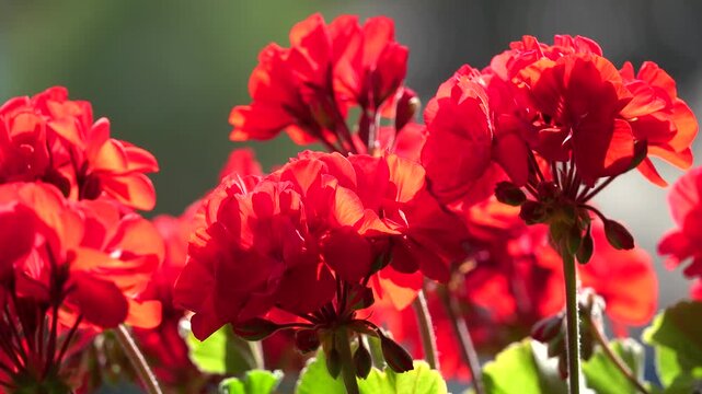 Rote Geranien bewegen sich im Wind