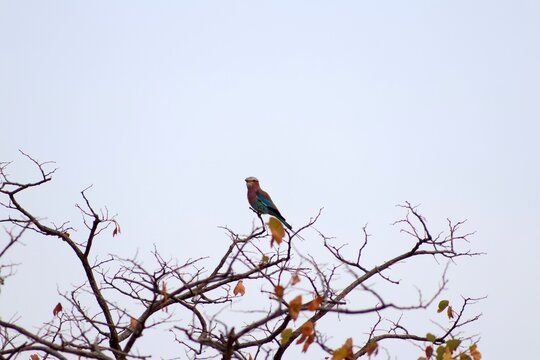 Lilac-breasted roller on bare treetop branches