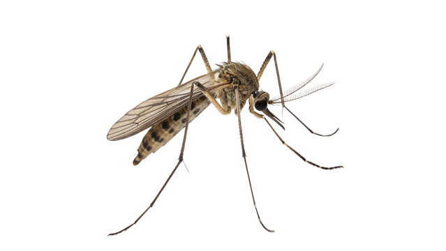 Small single wild mosquito insect profile view pest isolated on transparent background.