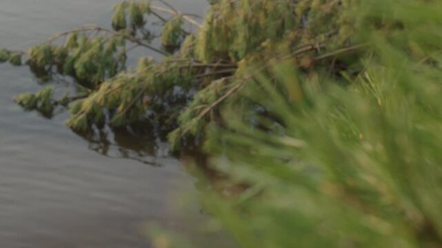 Pine tree in the water