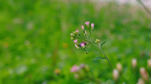 Macro shot of a honeybee pollinating delicate purple wildflower in 4K
