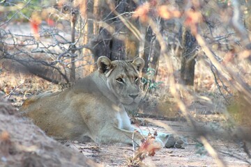 Lioness lying on a sandy track, looking at the camera © gareth