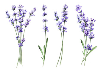 Obraz premium Lavender flower set. Original Hand drawn watercolor illustration isolated on white background