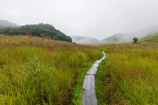 秋雨の降るススキの高原
