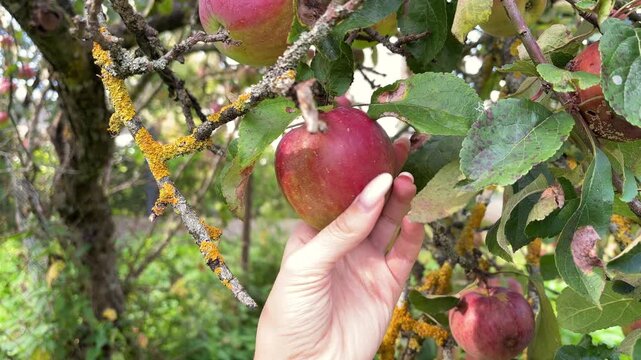 Hand gently holding a ripe red apple on a lichen covered branch, close up of organic orchard fruit before picking