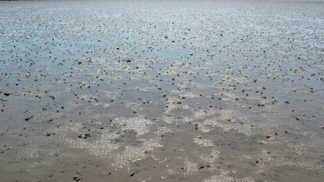 Tidal flats on the west coast of Korea and small crabs foraging for food_01
