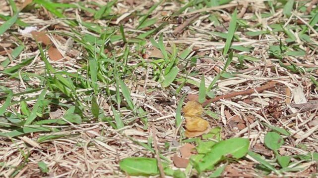Super Slow Motion of a Hoverfly Taking Off from Ground and Turning