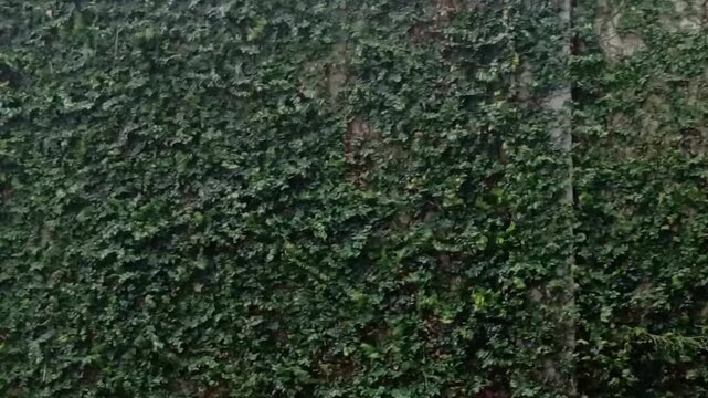 Green climbing vine wall texture during heavy rain