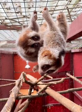 Graceful slow loris hanging upside down.