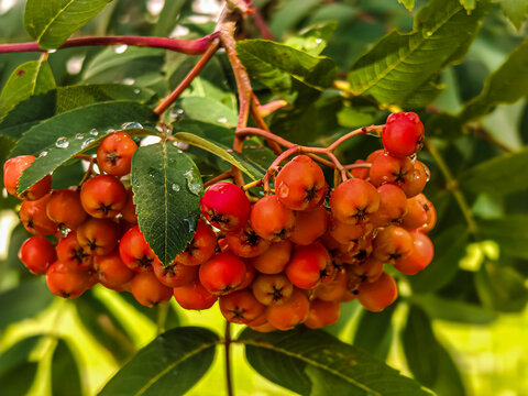 Cluster of bright orange rowan berries with water droplets on green leaves