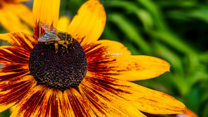 Close-up of a fuzzy bee collecting nectar from a vibrant yellow and red coneflower © Діма Осташук