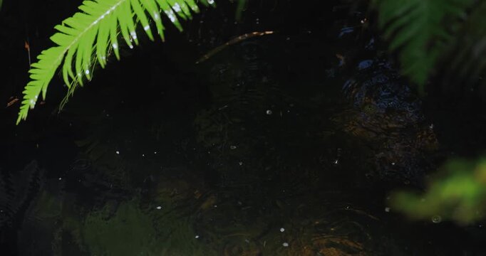 Raindrops Creating Ripples on Dark Forest Pond with Green Fern Close-U