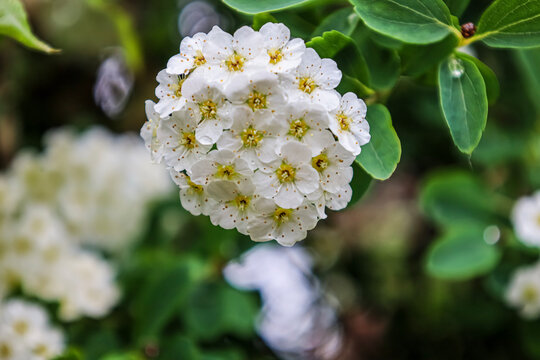Delicate white spirea flowers bloom in clusters with green leaves and water droplets