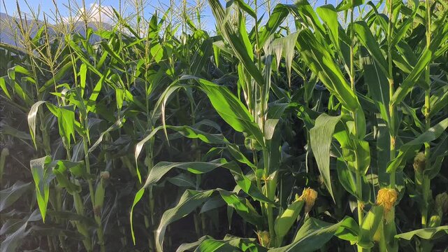 Corn field in the morning, part 4